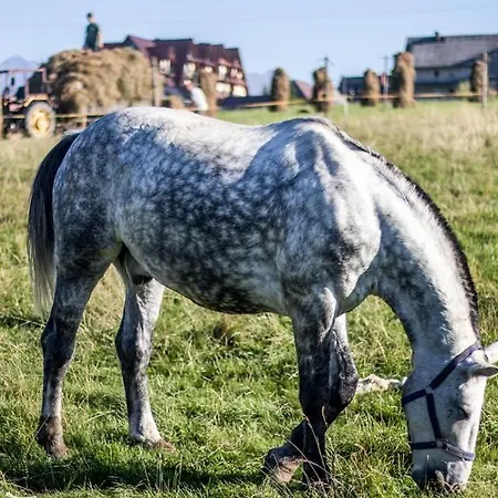 Luxury Gorsky